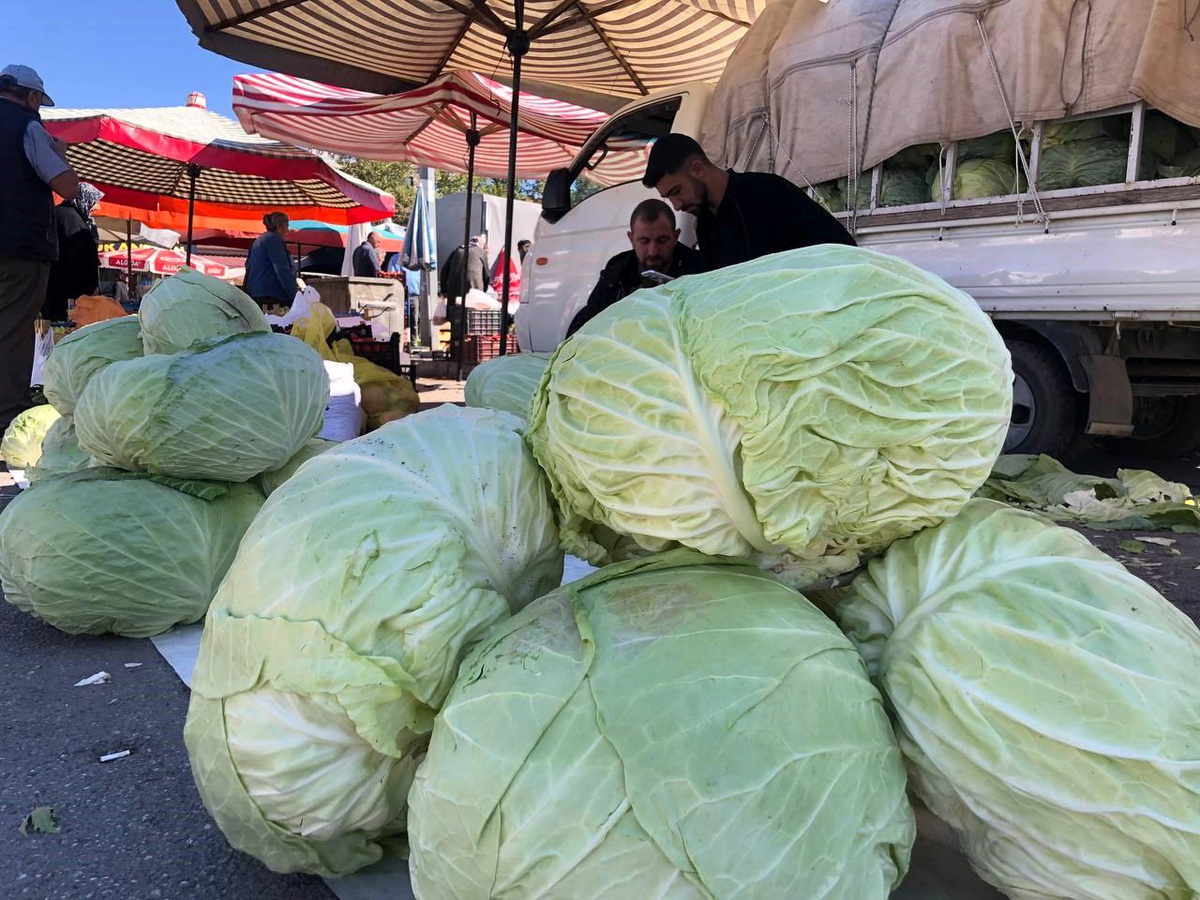 Erzincan\'da Lahana Sezonu Açıldı