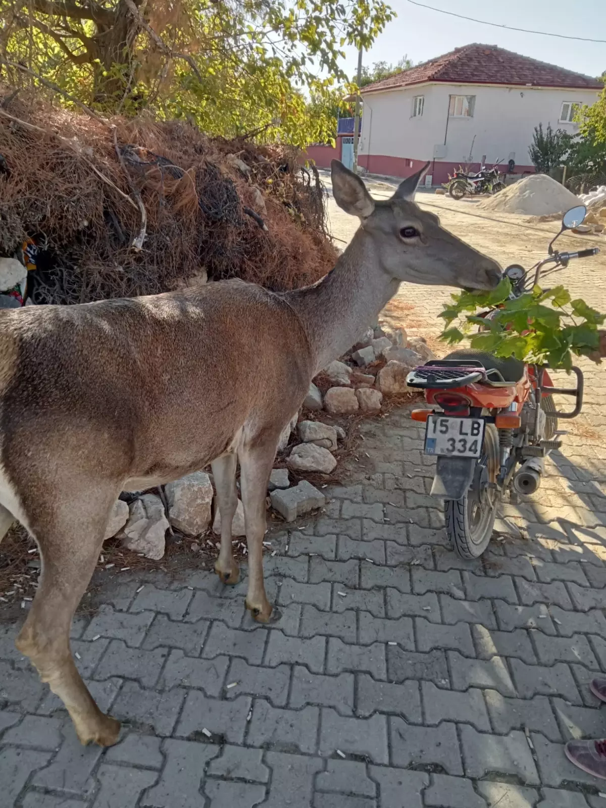 Kızılgeyik Kahvehaneye Girdi!