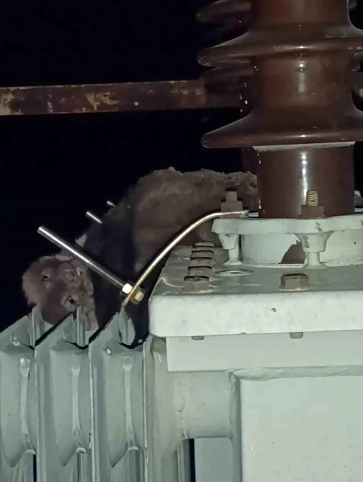 Elektrik kesintisinin nedeni "ölü sansar" çıktı