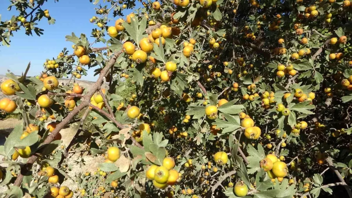 Malatya\'da Alıç Hasadı Başladı