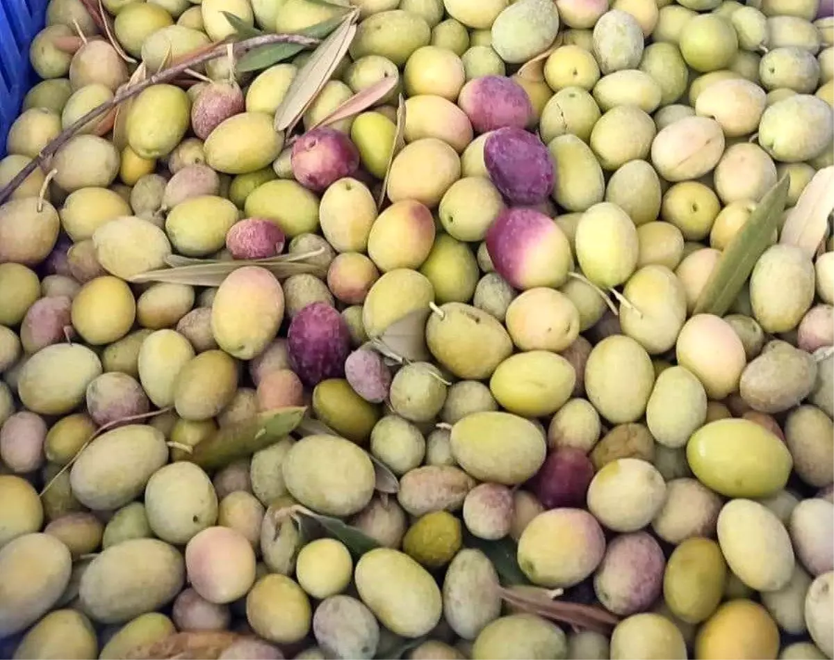 Zeytin Üreticilerine Son Uyarı