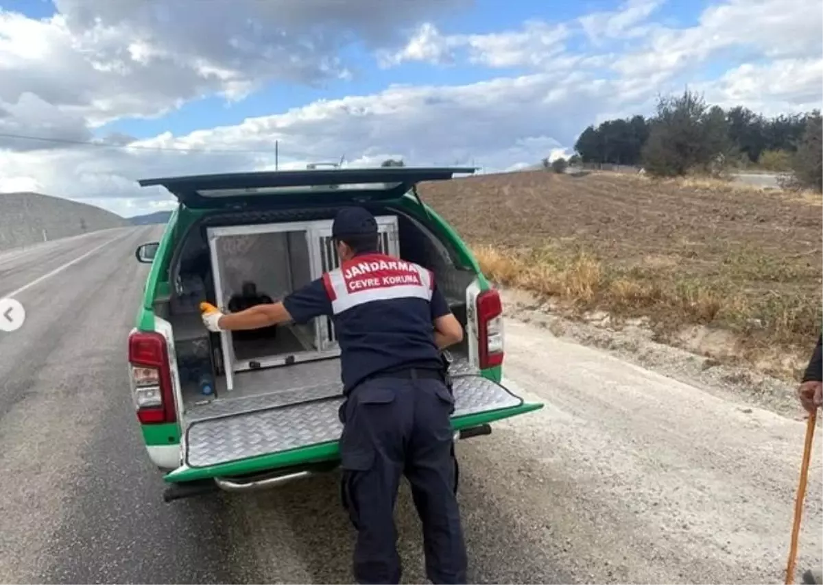Yaralı Atmaca Kurtarıldı