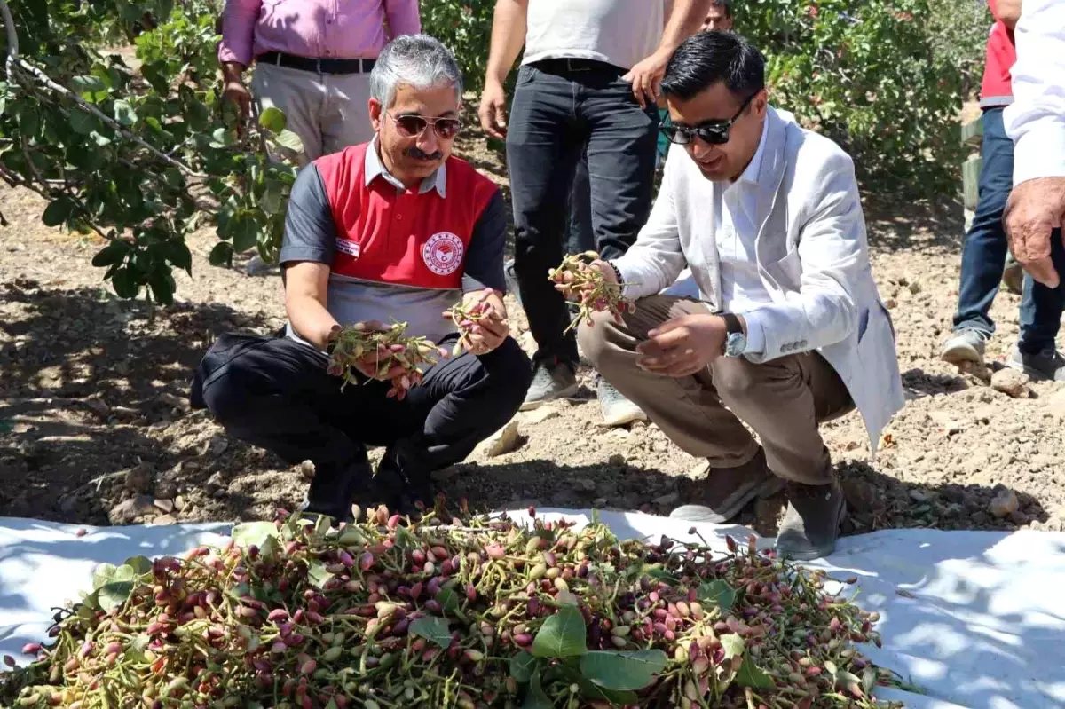 Adıyaman\'da Antep Fıstığı Hasadı Başladı
