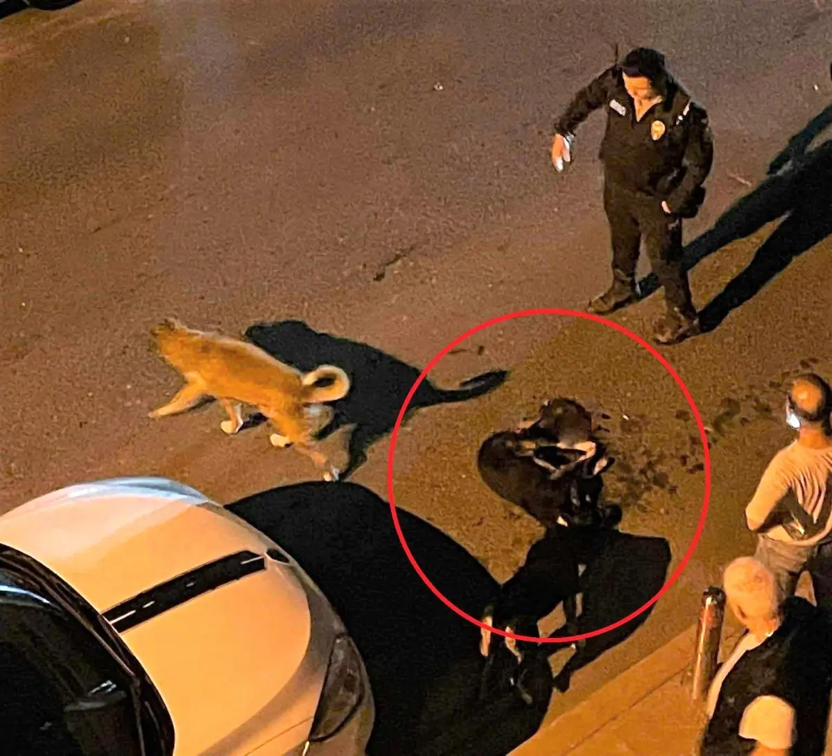 Altınordu\'da Çöp Kamyonu Sokak Köpeğini Ezdi