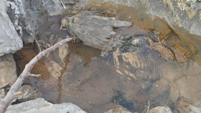 Hakkari'de gizemli vadi! İnsanlara şifa, hayvanlara ölüm getiriyor