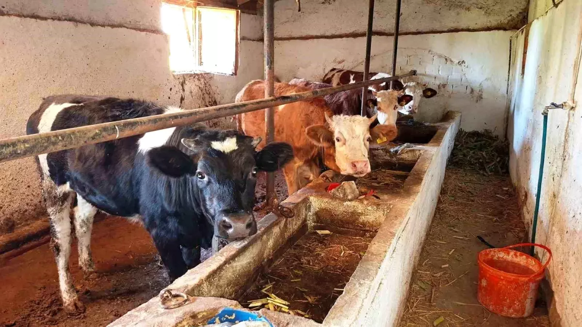 Hisarcık ilçesinde şap karantinası