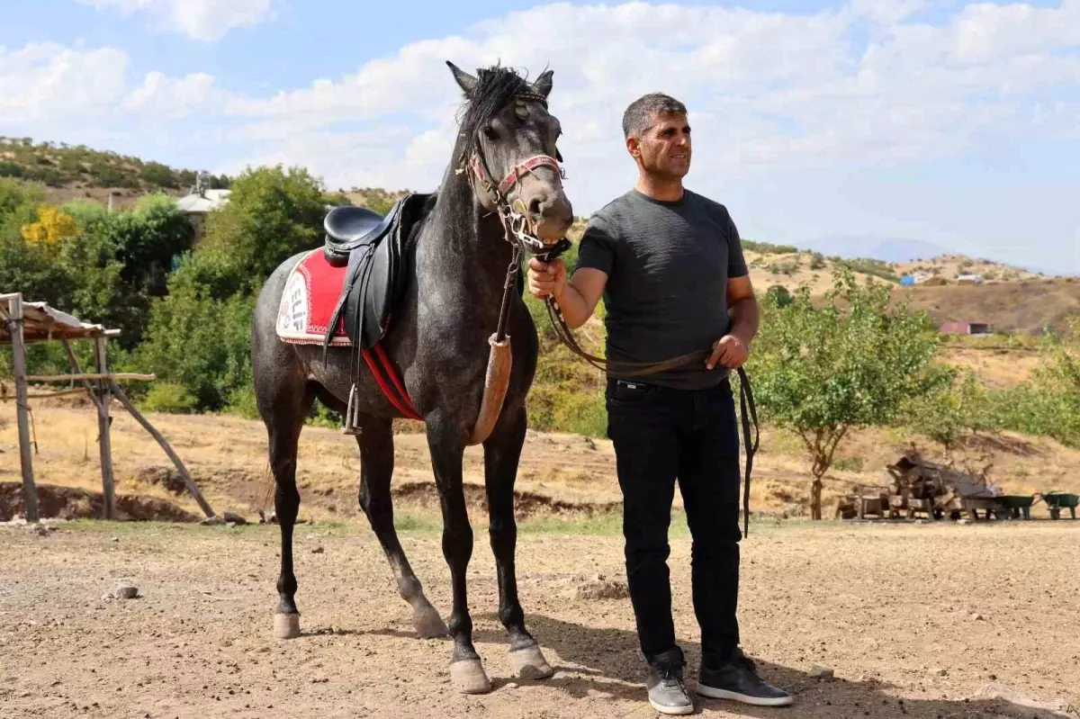 Elazığ\'da Osmanlı Mirası Rahvan Atlar Yeniden Yetiştiriliyor