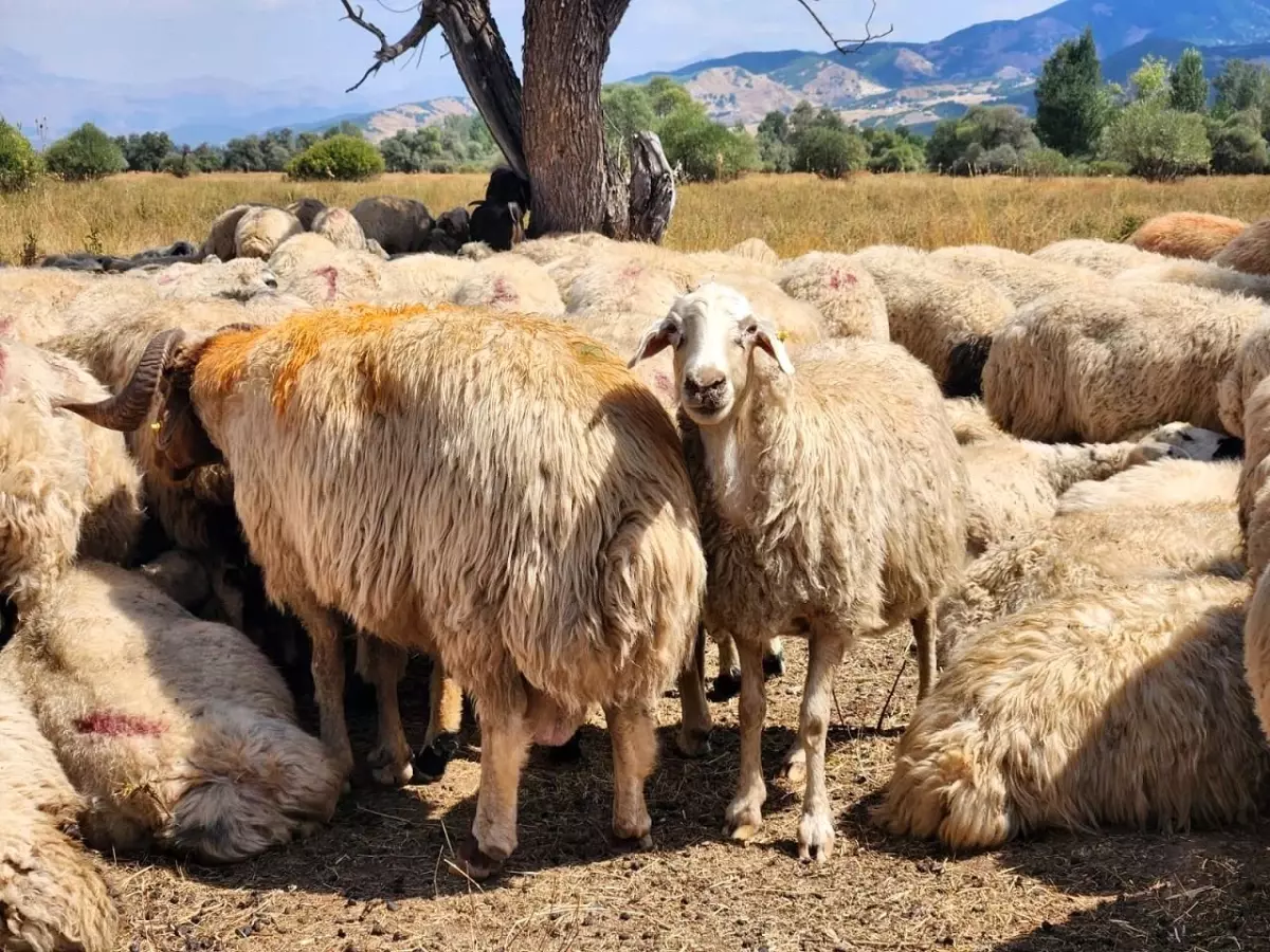Tunceli\'de Hayvan Hareket Kısıtlamaları Kaldırıldı