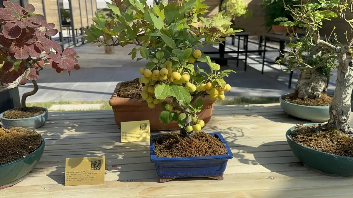 Yalova Bonsai Müzesi\'ni 9 Bin Kişi Ziyaret Etti