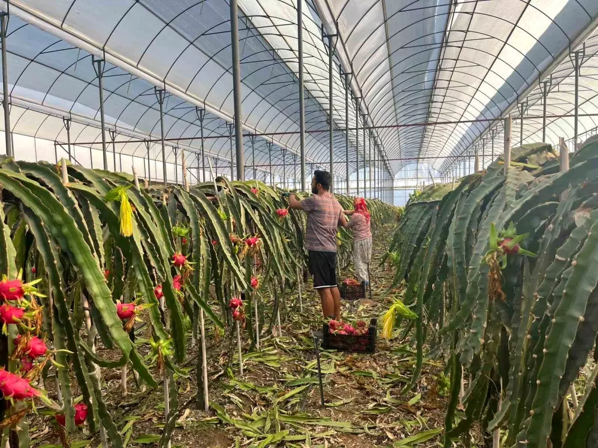 Alanya\'da Ejder Meyvesi Hasadı Başladı