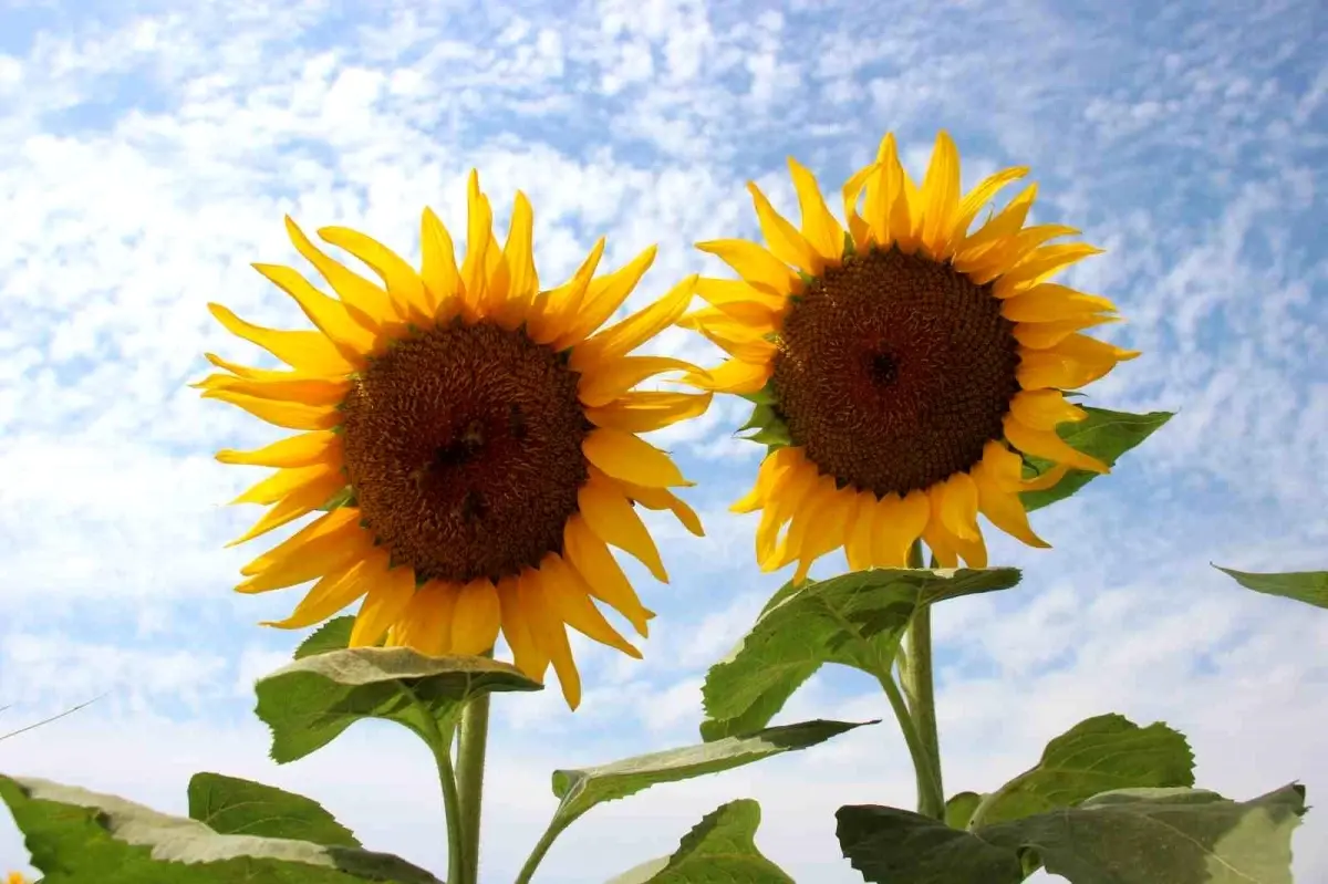 Ayçiçek Alım Fiyatı Güncellendi