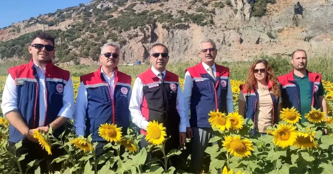 Aydın\'da Ayçiçeği Ekimi 95 Bin Dekar
