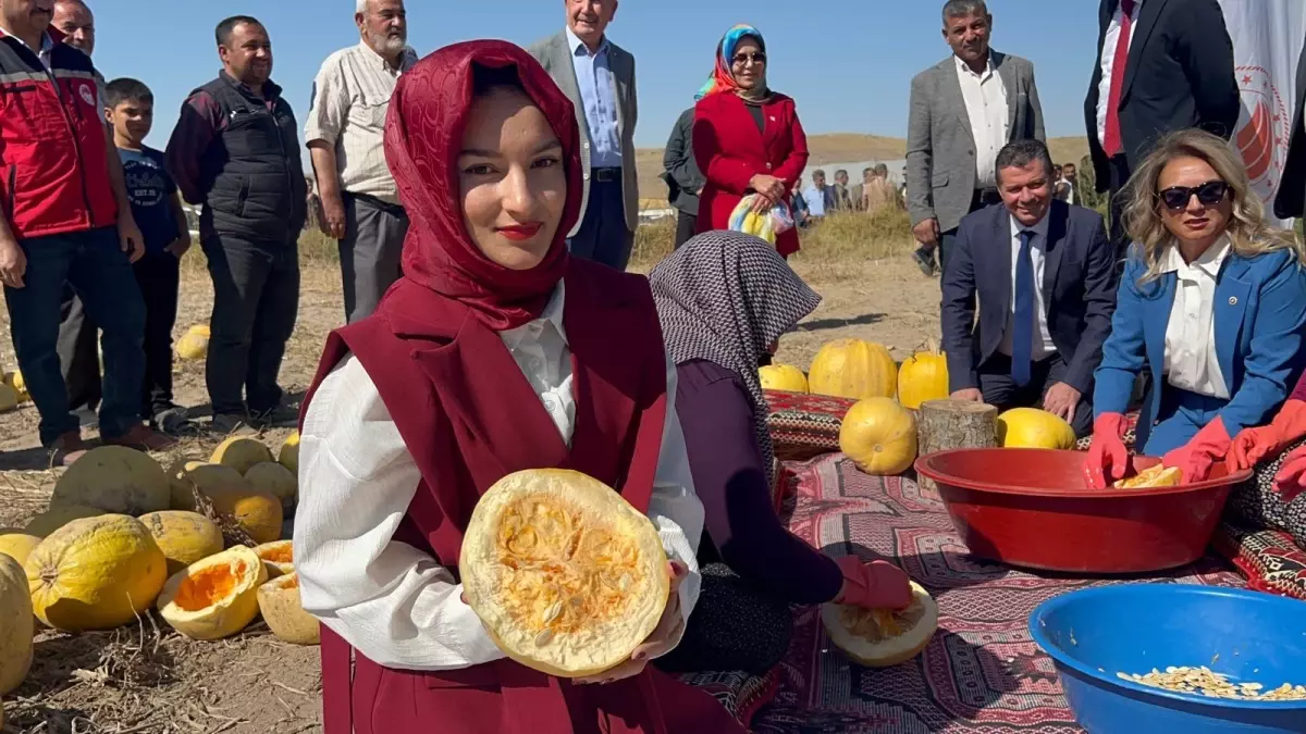 Nevşehir\'de Kabak Çekirdeği Hasadı Başladı