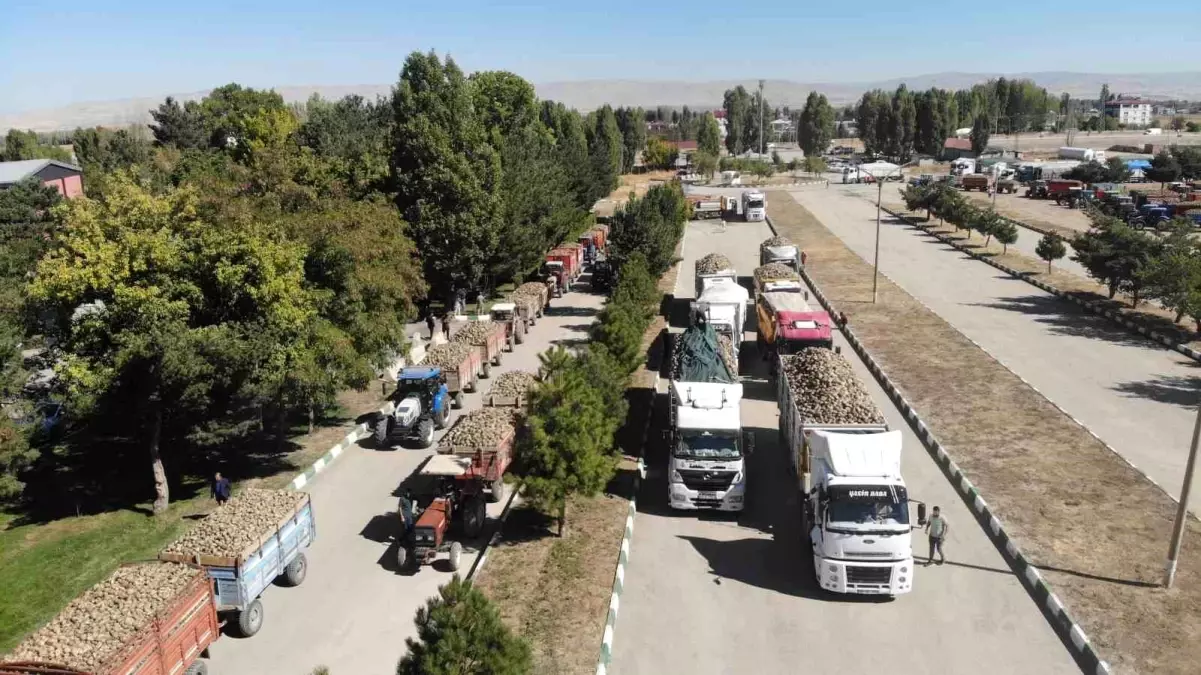 Muş\'ta Şeker Pancarı Alım Kampanyası Başladı