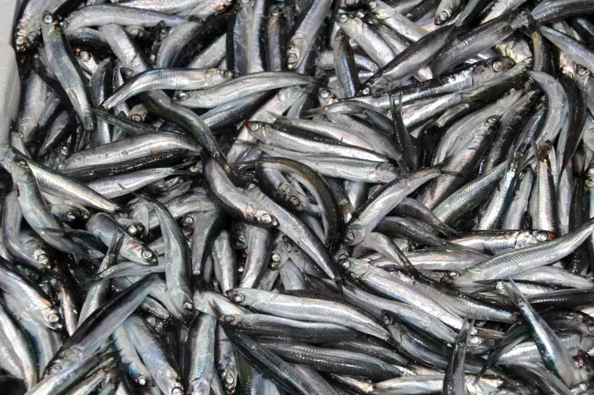 Karadeniz\'de Hamsi Zamanı
