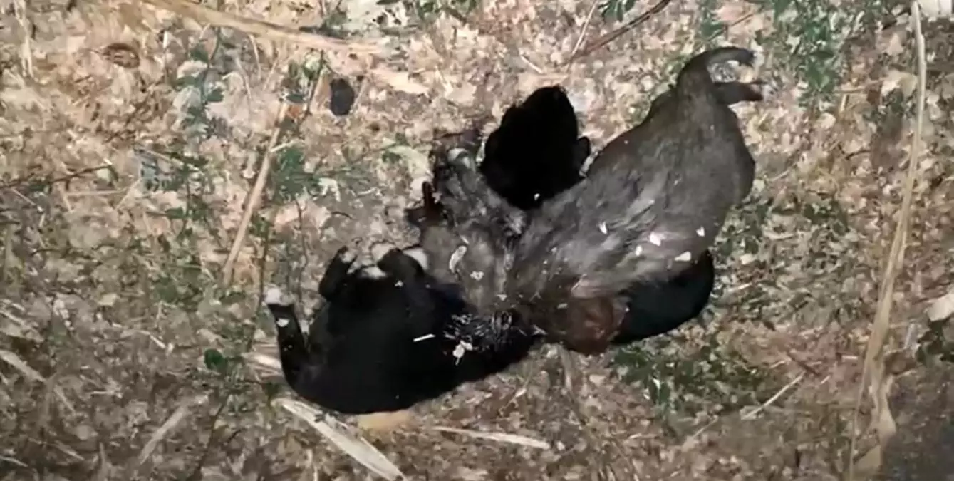 Tokat\'ta 3 Yavru Köpek Boğuldu