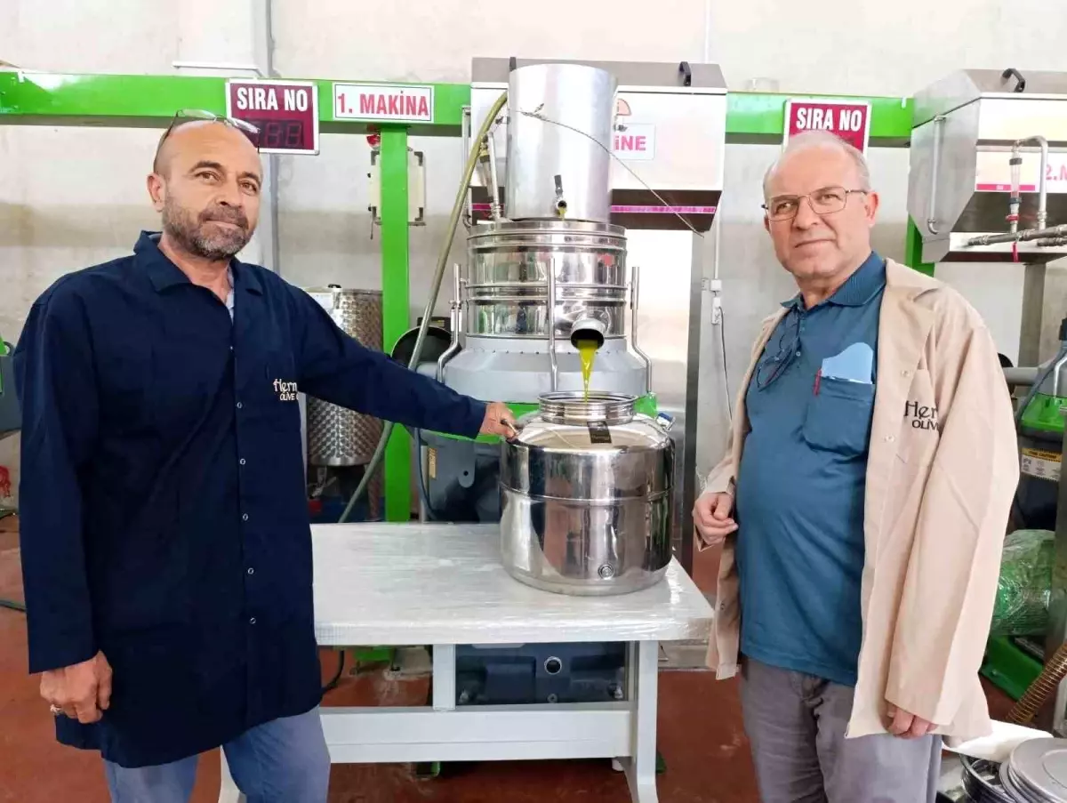 Köprübaşı\'nda Erken Zeytin Hasadı Başladı
