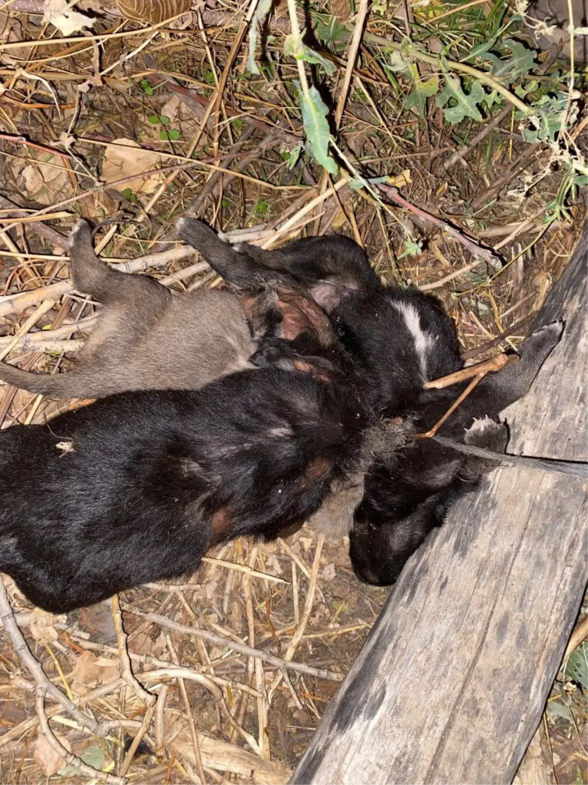 Zile\'de Yavru Köpekler Açlıktan Öldü