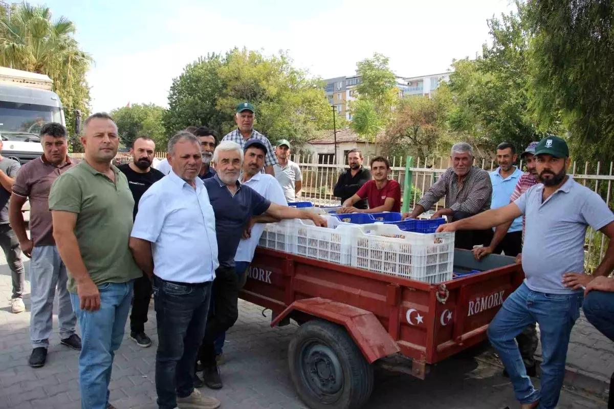 İncir Alımları Tüccar Sorunu Nedeniyle Durduruldu