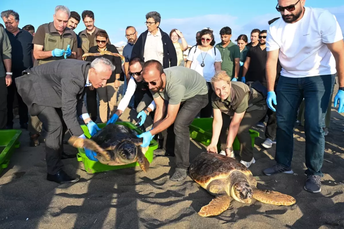 Caretta Carettalar Denize Bırakıldı
