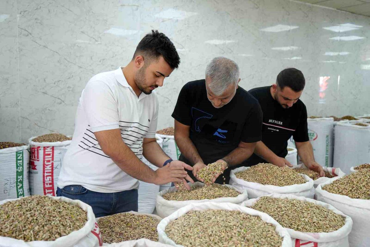 Antep Fıstığı\'nda Hasat Sona Erdi