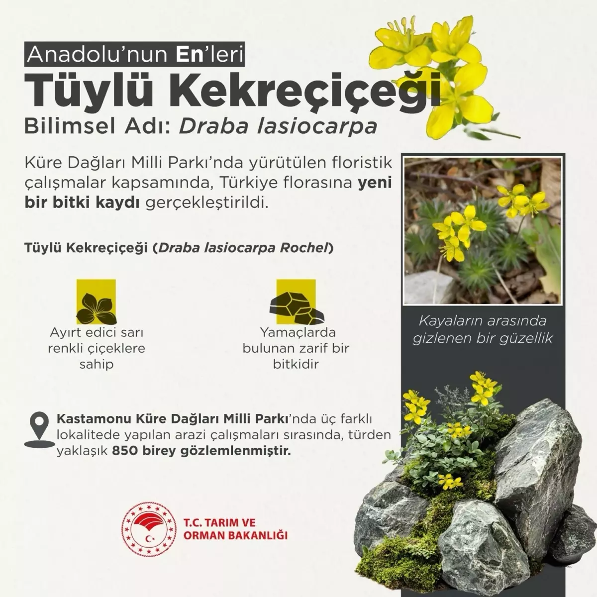 Tüylü Kekreçiçeği Türkiye Florasına Eklendi