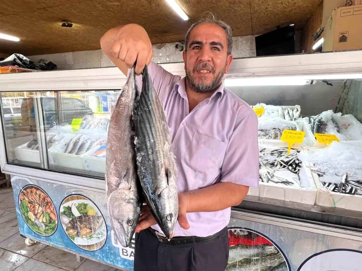 Kahramanmaraş\'ta Balık İhracatı Artıyor