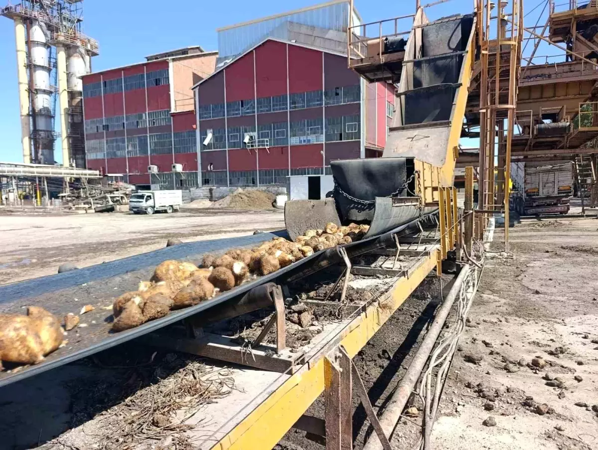 Malatya Şeker Fabrikası 62 Bin Ton Şeker Üretecek