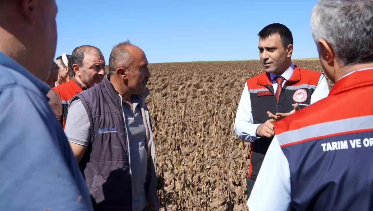 Tokat\'ta Ayçiçeği Hasadı Başladı