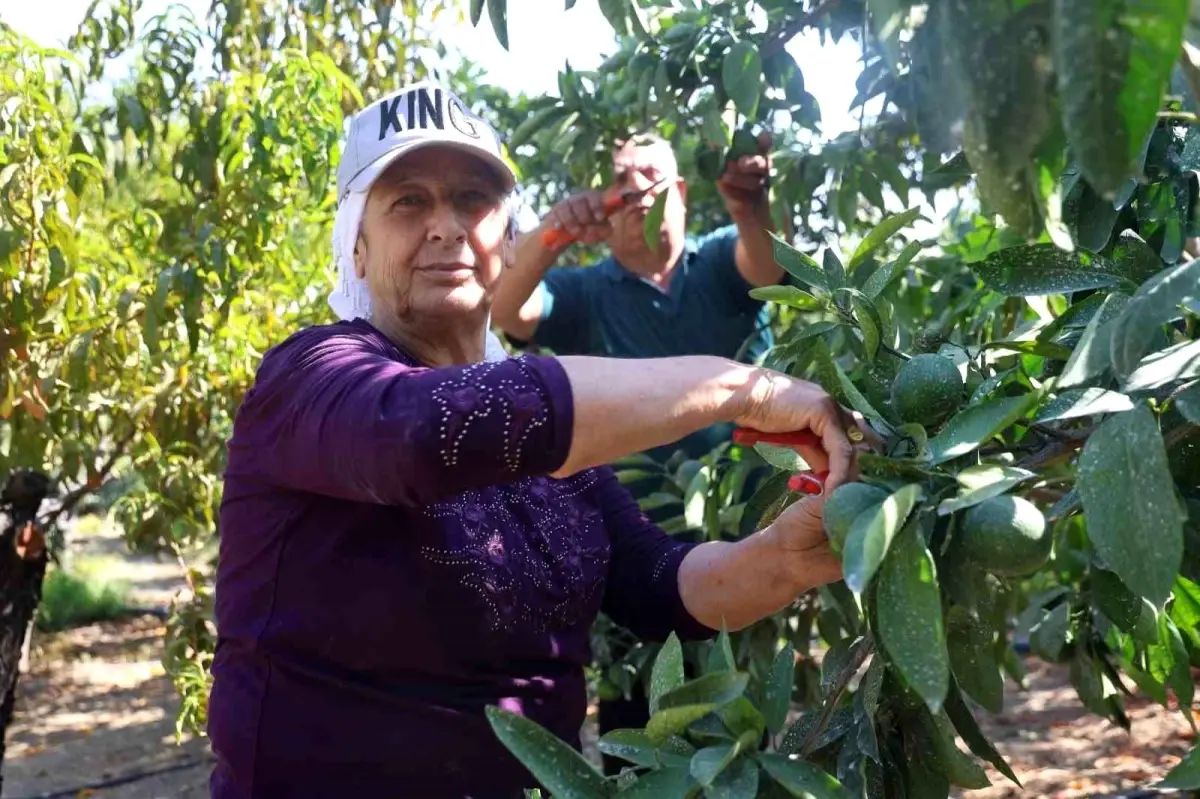 Kuraklık Mandalina Hasatını Vurdu