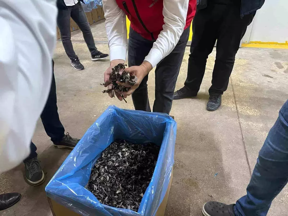 Saray\'da Trüf Mantarları İhraç Ediliyor