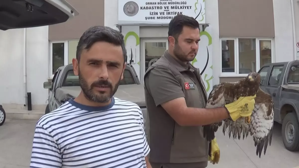 Yaralı Şahin Kurtarıldı