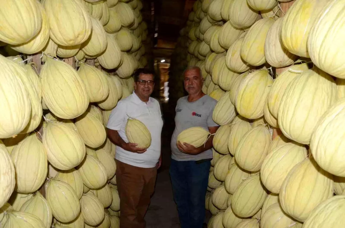 Kırkağaç Kavunu Kışa Hazır