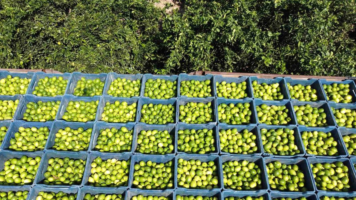 Adana\'da Limon Hasadı: Fiyatlar Yükseliyor