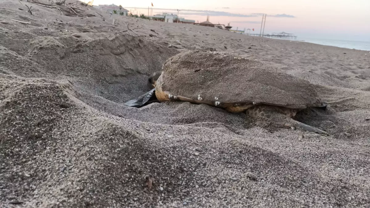 Antalya\'da Deniz Kaplumbağaları Koruma Çalışmaları