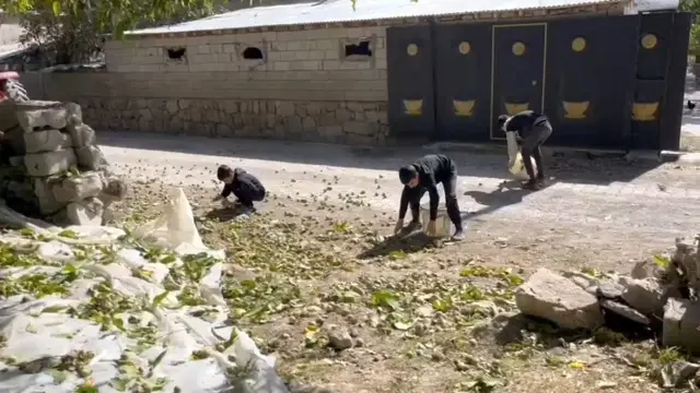 Ünü Bitlis'ten dünyaya yayıldı! Hasat başladı kilosu 600 lira