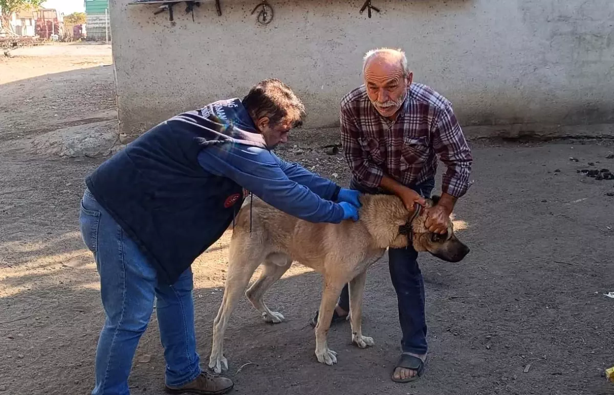 Tekirdağ\'da Kedi ve Köpekler İçin Kimliklendirme Çalışması Başlatıldı