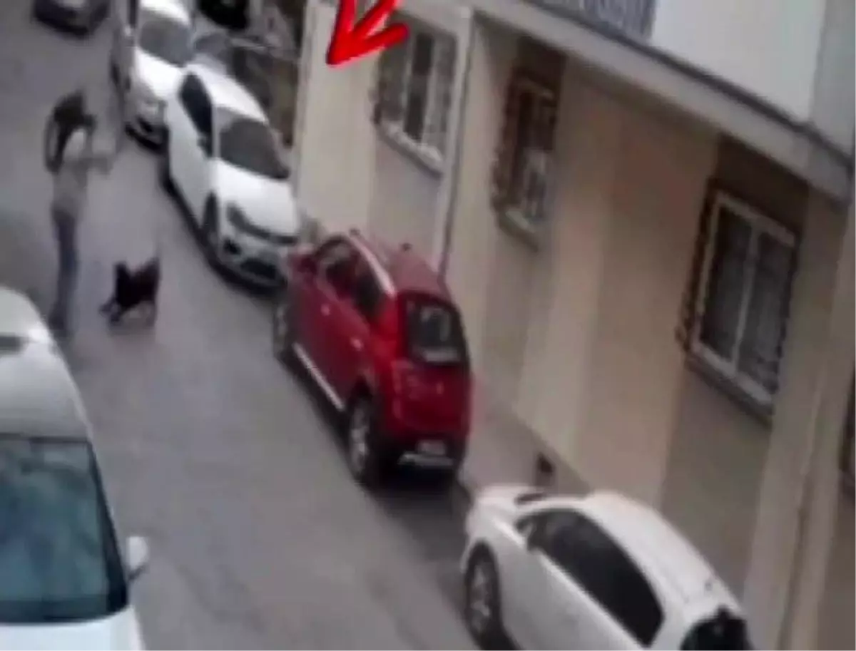 İzmir\'de Köpeğe Şiddet Tepki Çekti