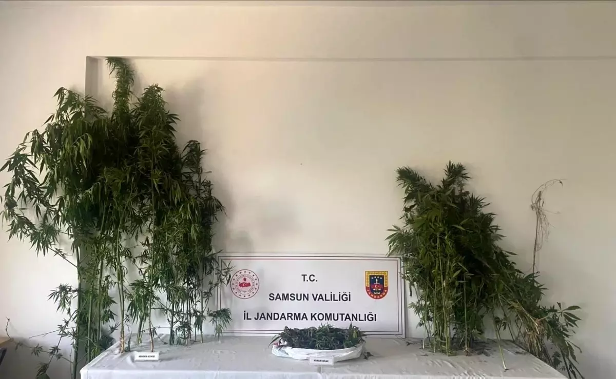 Samsun\'da Uyuşturucu Operasyonu: 3 Gözaltı