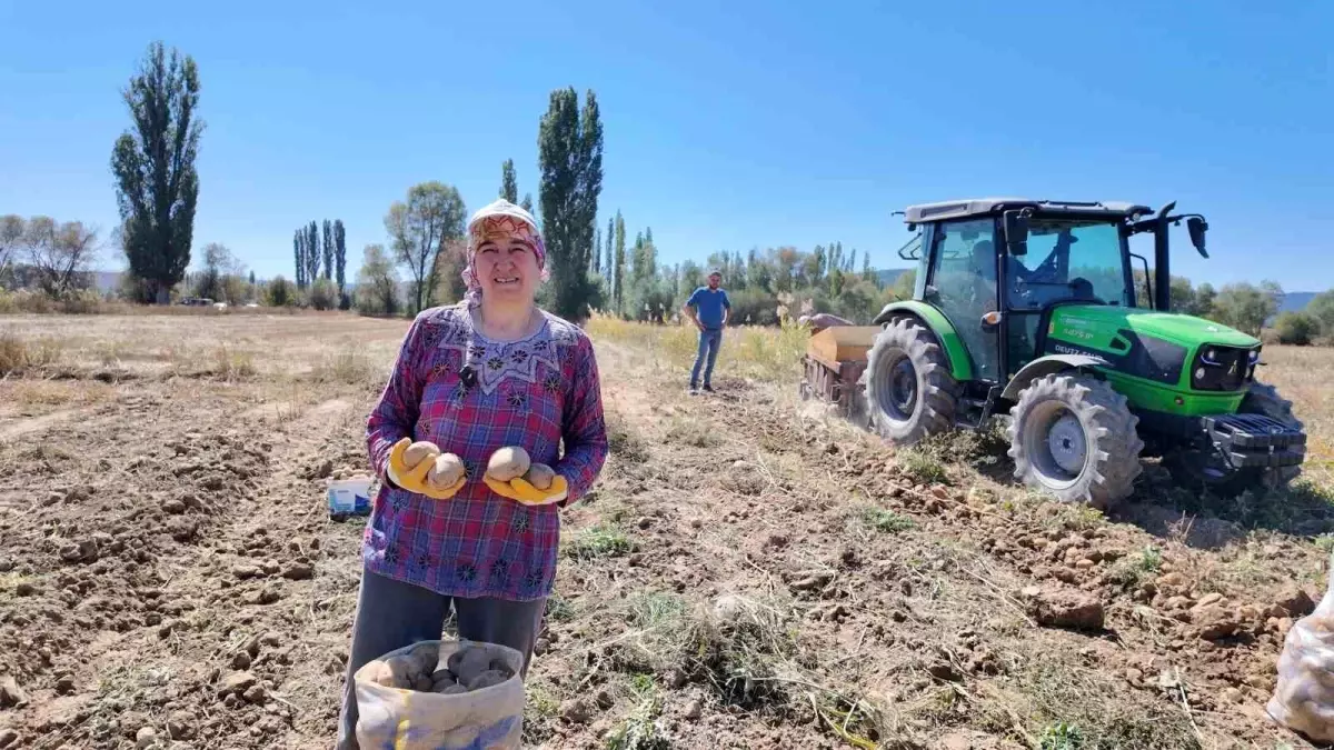 Kümbet\'te Verimli Patates Hasadı