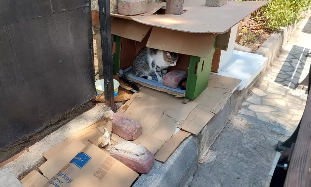 Antalya\'da Kedi Kulübesi 3. Kez Çöpe Atıldı