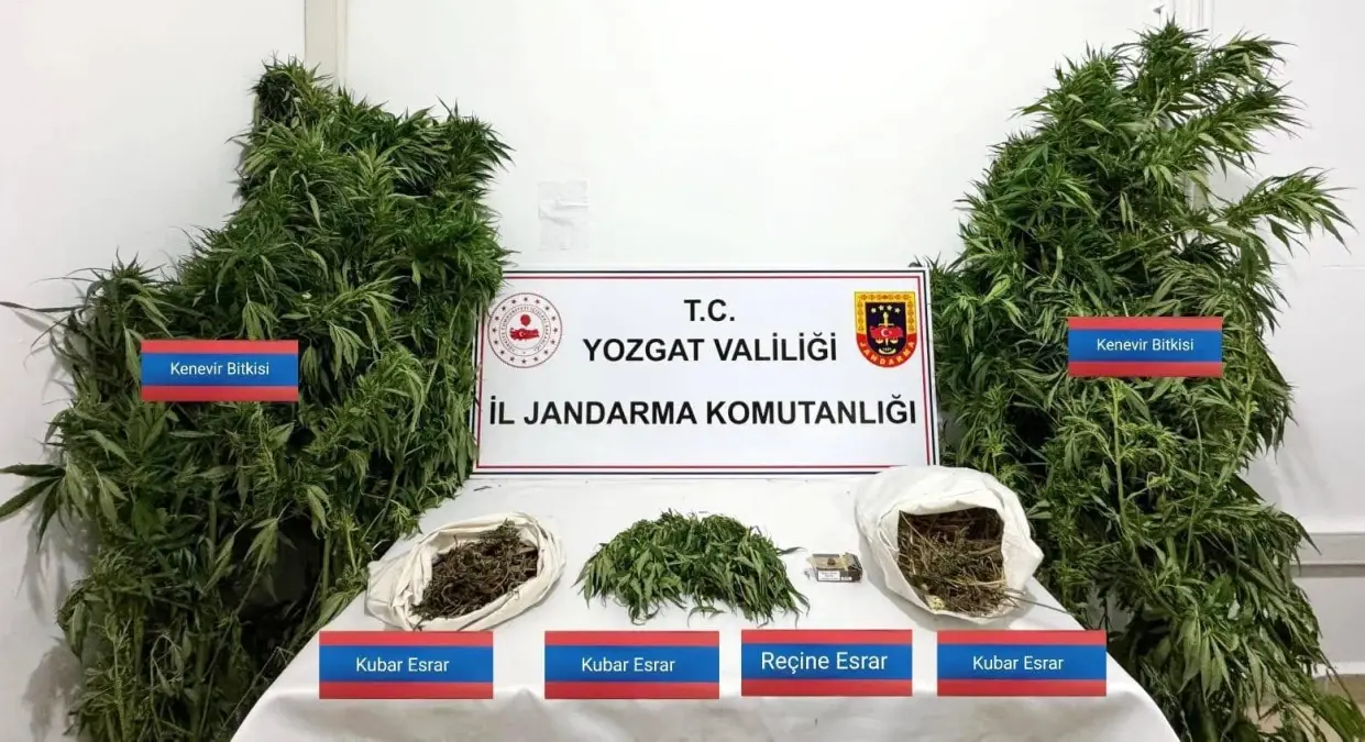 Yozgat\'ta Kenevir Operasyonu