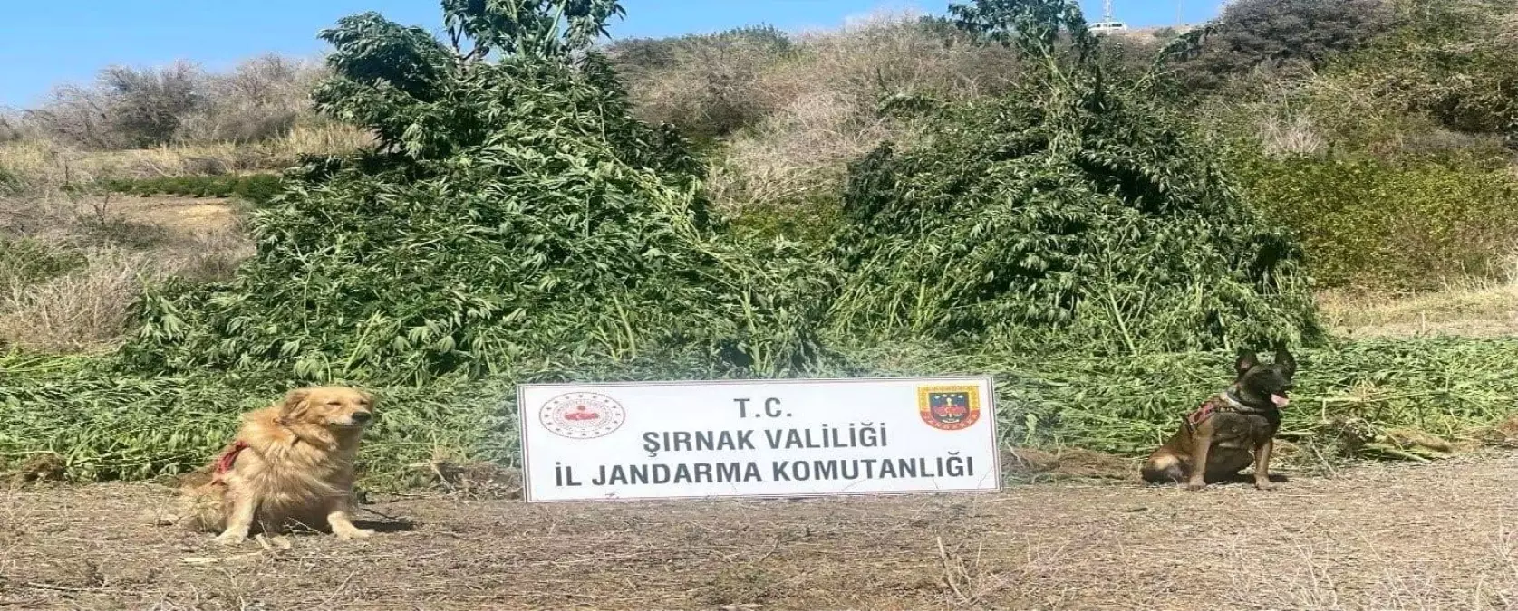 Şırnak\'ta Büyük Narkotik Operasyonu