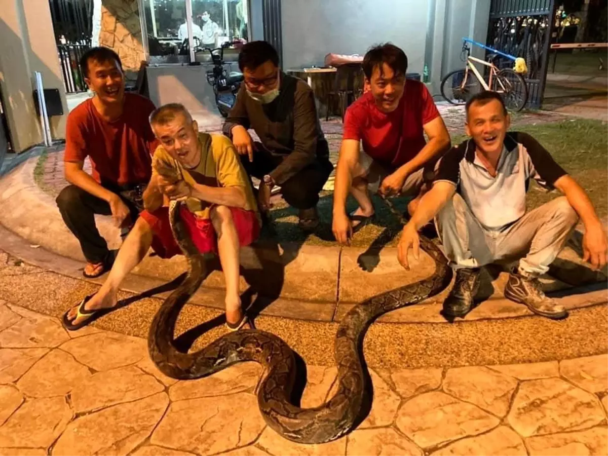Bangkok\'ta Yılan Vakaları Artıyor