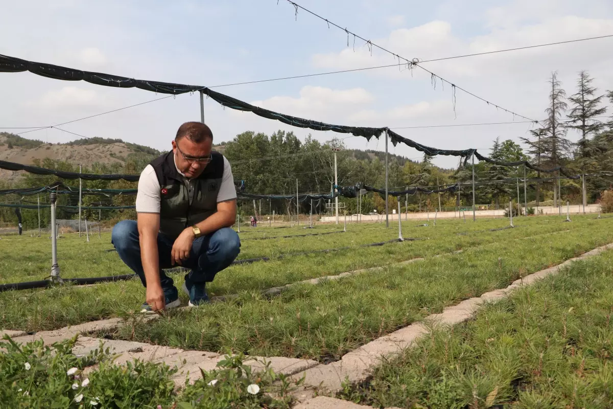 Eskişehir Fidanlığı Yangınlar İçin 9 Milyon Fidan Üretecek