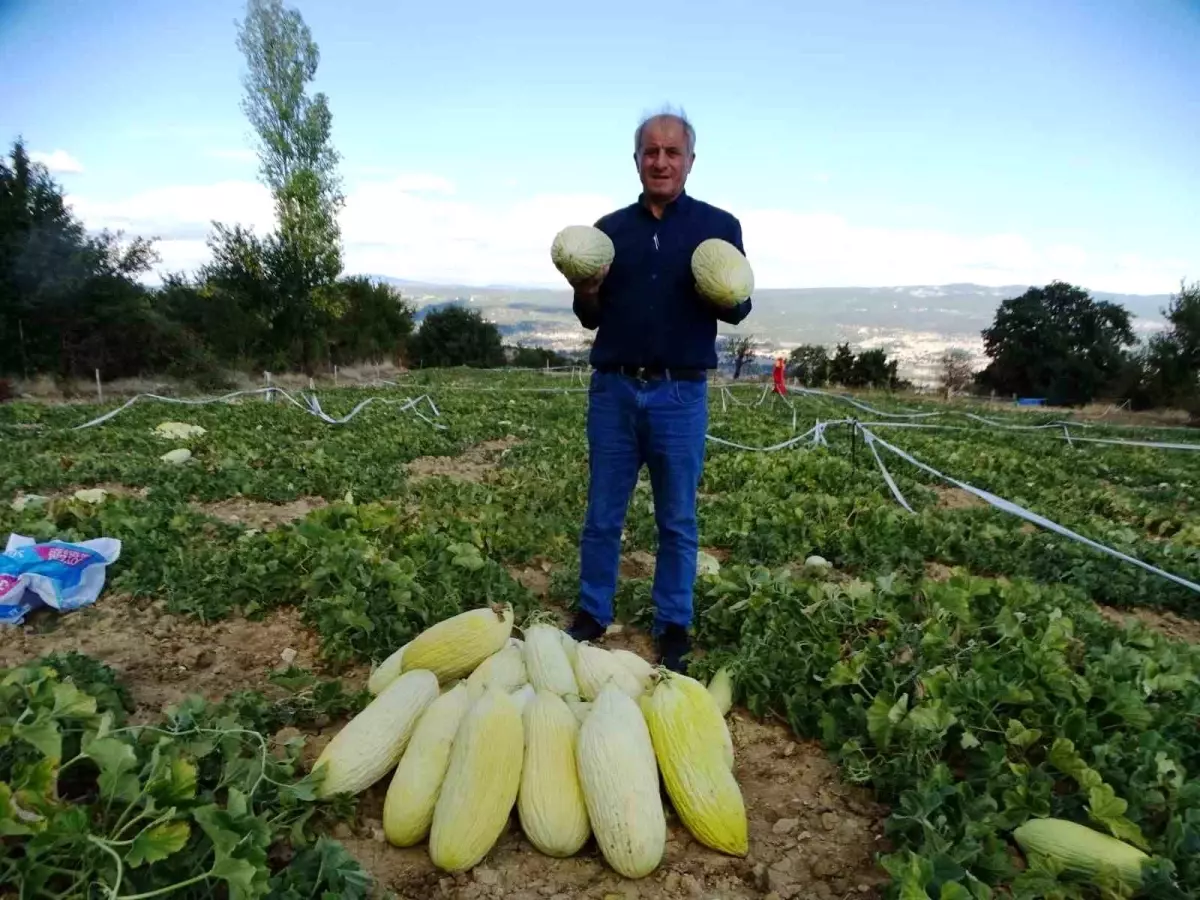 Göncek Kavunu Hasadı Başladı