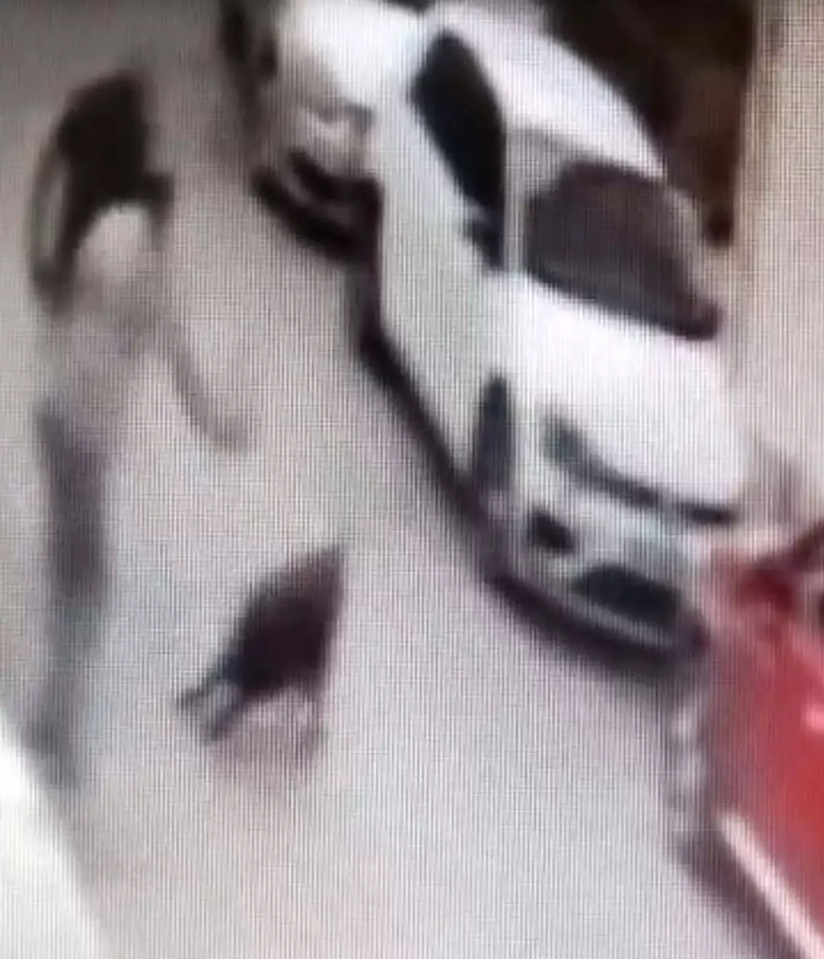 Köpeğe Kemerle Vuran Şüpheli Gözaltına Alındı