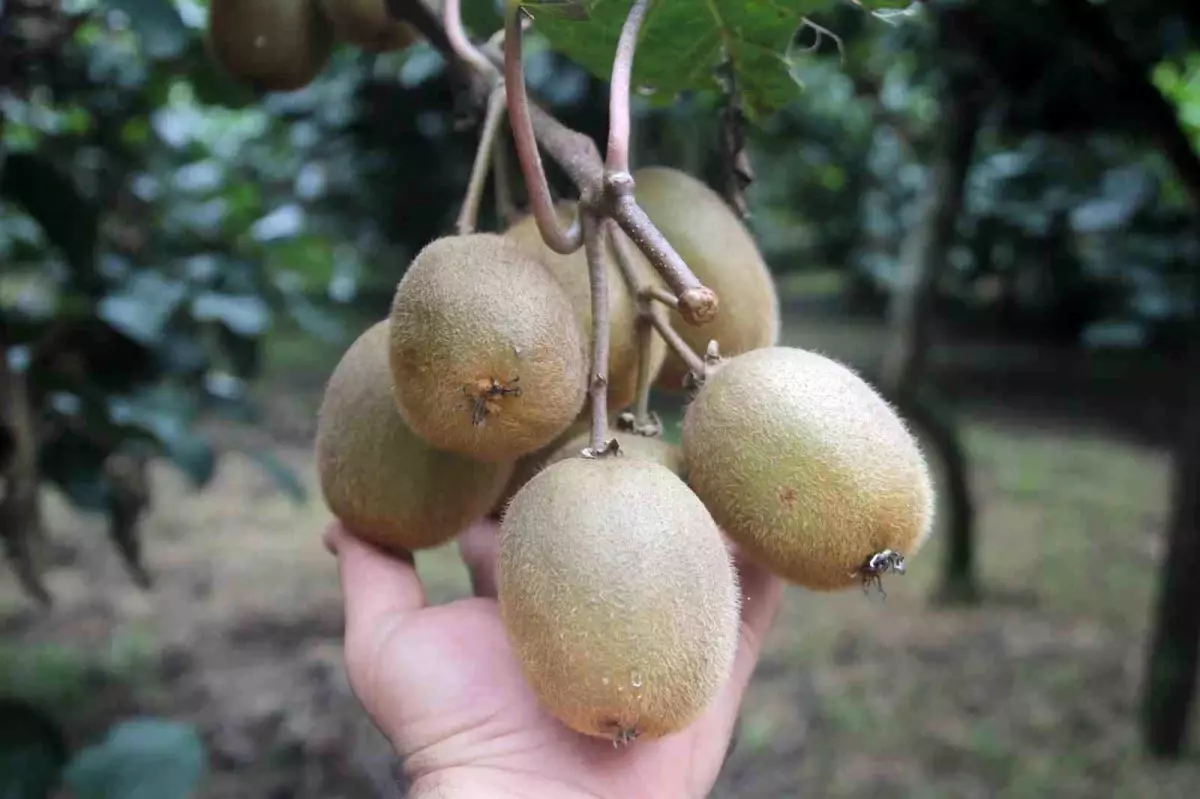Ordu\'da Kivi Rekoltesi Yarı Yarıya Düştü