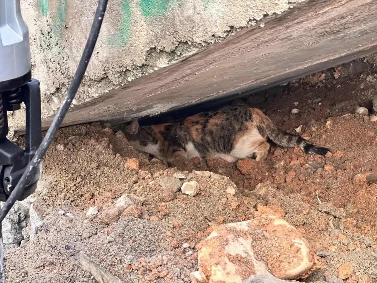 Cizre\'de Yavru Kedi Kurtarıldı
