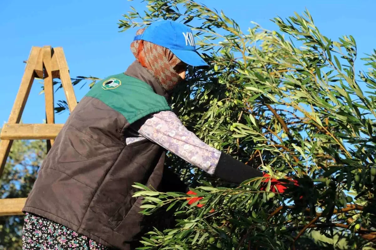 Ayvalık\'ta Dualı Zeytin Hasadı Başladı